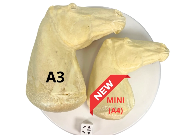 OKAZJA - REALISTYCZNY HOBBY HORSE – FIORD A3/ drobna wada