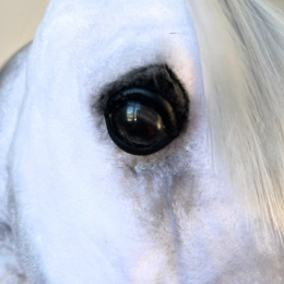 REALISTYCZNY HOBBY HORSE – BIAŁY KOŃ ARABSKI