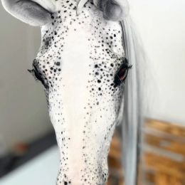 OKAZJA!!!!!! REALISTYCZNY HOBBY HORSE – TARANT vol 2 rozmiar A3