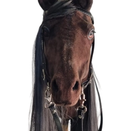 REALISTYCZNY HOBBY HORSE – CIEMNY KASZTAN/CZARNA